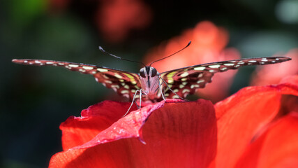Front view close up of green Tailed jay butterfly on red flower © Jean Landry