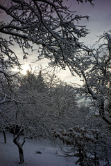 snow on branches in the morning light