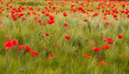 Poppies among the wheat