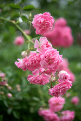 Fototapeta premium Branch of pink rose bush - foliage