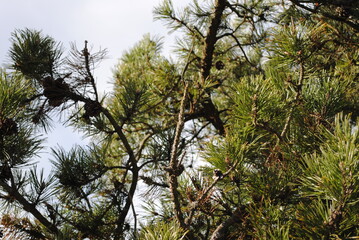 Fototapeta premium Pinus rigida