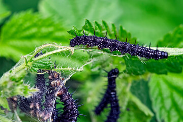Raupen des Tagpfauenauge s ( Aglais io ).