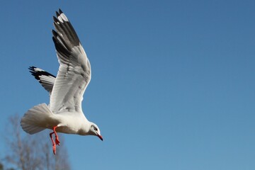 seagull in flight