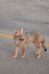 Fox in the middle of the Road | Animal Portrait | Wildlife