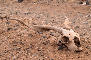 Dry Goat Skull