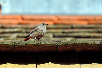 Hausrotschwanz ( Phoenicurus ochruros ).