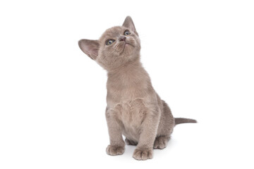 Grey European Burmese kitten looks up