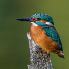 Eisvogel (Alcedo atthis)