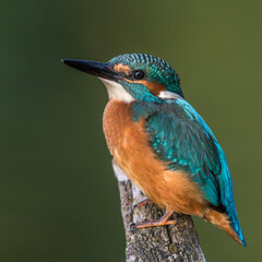 Eisvogel (Alcedo atthis)