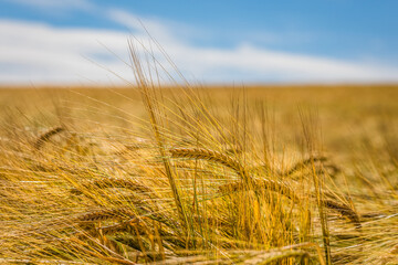 Kornfeld im Sommer