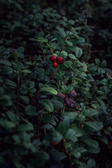 Lingonberry bushes grow in the forest close-up. Ripe red berries of lingonberry in the wild, soft focus. Beautiful nature web banner or wallpaper with copy space for design