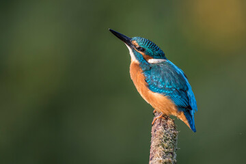 Eisvogel (Alcedo atthis)