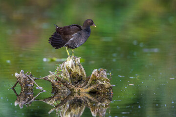 Grünfüßiges Teichhuhn (Gallinula chloropus) Jungvogel