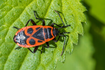 Feuerwanze (Pyrrhocoris apterus)