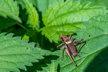 Gemeine Strauchschrecke (Pholidoptera griseoaptera) Männchen