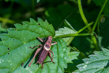 Gemeine Strauchschrecke (Pholidoptera griseoaptera) Männchen