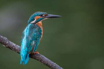 Eisvogel (Alcedo atthis)