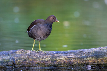 Grünfüßiges Teichhuhn (Gallinula chloropus) Jungvogel