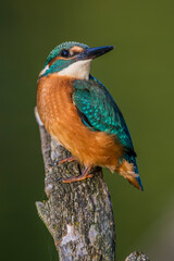 Eisvogel (Alcedo atthis)