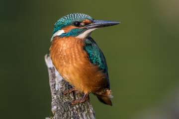 Eisvogel (Alcedo atthis)