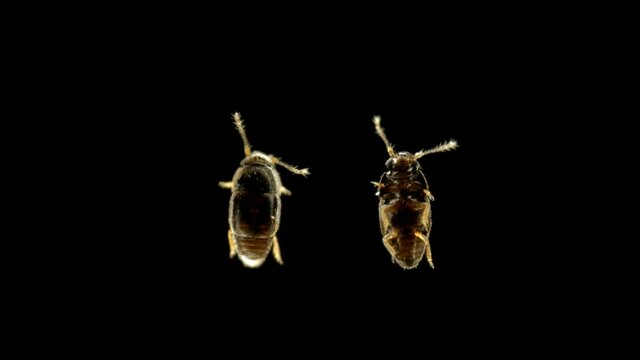 beetle of the family Ptiliidae under a microscope. Class Insecta. Size about 1 mm, found in the Krasnodar Territory, under the bark of a tree.