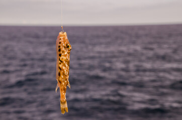 One Sea Fish Hooked