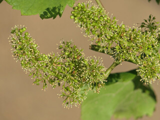 Wine Blossom