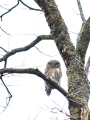 owl on a branch