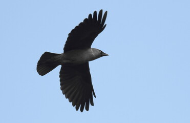 Jackdaw in flight background, Corvus monedula