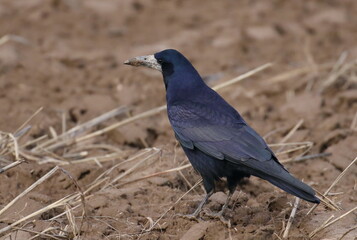 Rook in field background (Corvus Frugilegus)