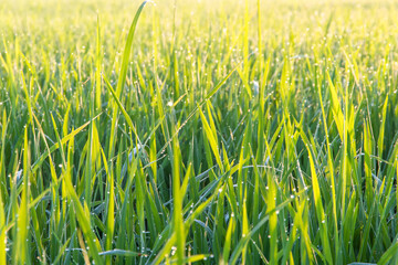 close up view of growth organic jasmine rice field in the morning at countryside in Thailand,blur background