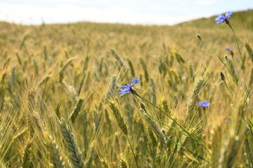 Blue flowers on grain field. Landscape field