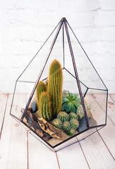 Geometric glass florarium with succulent plants.