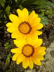 Two bright yellow flowers in a garden under direct sunlight