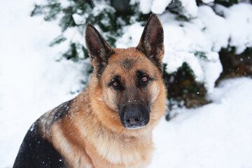Portrait of shepherd dog in close up of festive New Years forest near fir tree strewn with fresh snow. German Shepherd dog sits in winter snow forest and looks with big brown intelligent eyes.