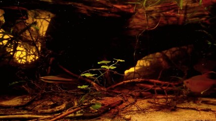 timid and frightful freshwater fish bleeding heart tetra feed in blackwater biotope aquarium, shoal of wild characin species from Rio Negro show natural behavior, low light acidic design