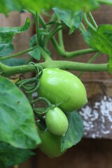 green tomatoes on the vine
