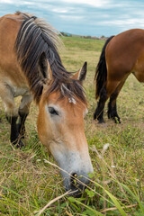 Naklejka na ściany i meble Spanish horses grazing in the open air field.