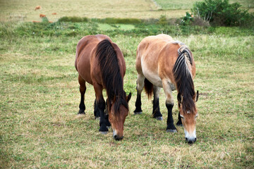 Naklejka na ściany i meble Spanish horses grazing in the open air field.