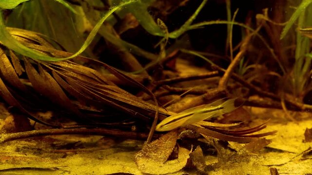 shoal of juvenile Apistogramma bitaeniata search for food in leaf litter on sand bottom and play together, hard to keep vulnerable freshwater dwarf cichlid, low light blackwater acidic habitat