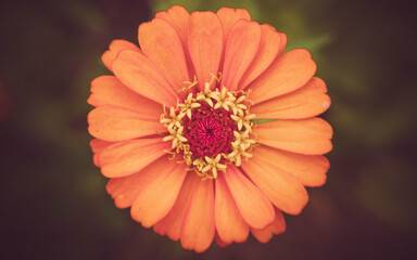 Natureza e o Cerrado Goiano