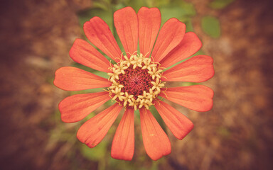 Natureza e o Cerrado Goiano