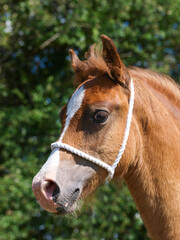 Welsh Cob Foal