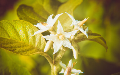 Natureza e o Cerrado Goiano
