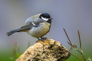 Kohlmeise (parus major)