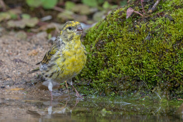 Girlitz (Serinus serinus) Männchen