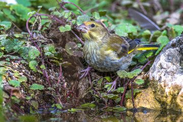 Grünfink (Carduelis chloris) an Wasserstelle