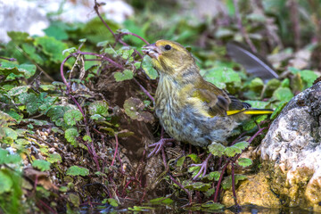 Grünfink (Carduelis chloris) an Wasserstelle