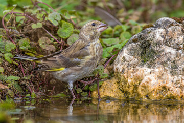 Grünfink (Carduelis chloris) an Wasserstelle