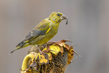 Grünfink (Carduelis chloris)